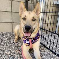 adopt-pet