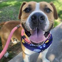 adopt-pet