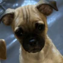 Thumbnail photo of Tator #2