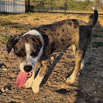 Thumbnail photo of Punkin #3