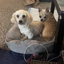 Thumbnail photo of Amber4 #3