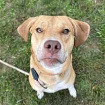 Thumbnail photo of Dexter #1