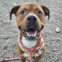 adopt-pet
