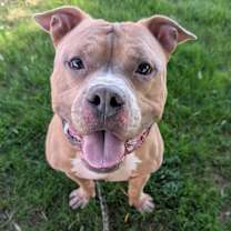 adopt-pet