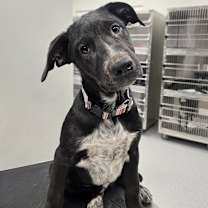 Thumbnail photo of Bouncer #1