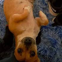 Thumbnail photo of Hermosita #2