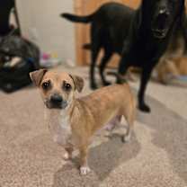 Thumbnail photo of Hermosita #4