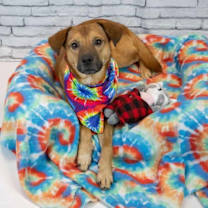 Thumbnail photo of Hopper #2