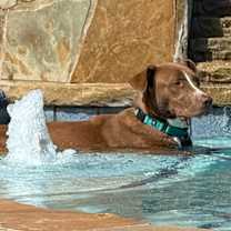 Thumbnail photo of Kodi #1