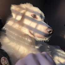 Thumbnail photo of Zeus #3