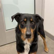 adopt-pet