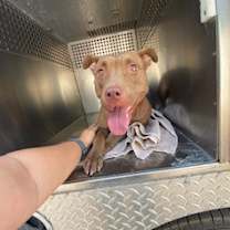 adopt-pet