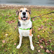 Thumbnail photo of Buddy #1