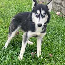 Thumbnail photo of Lome #2