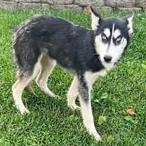 Thumbnail photo of Lome #3