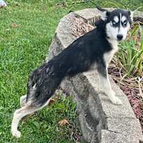 Thumbnail photo of Lome #4