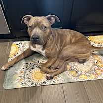 Thumbnail photo of Miles #3