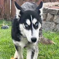 Thumbnail photo of Lome #1