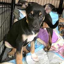 Thumbnail photo of Milano (Italy litter) #2