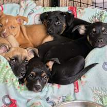 Thumbnail photo of Milano (Italy litter) #3