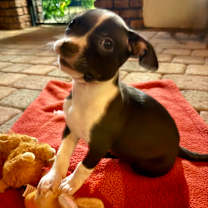 adopt-pet