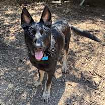 Thumbnail photo of Clover #2