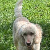 Thumbnail photo of Miss Daisy #1