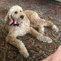 Thumbnail photo of Miss Daisy #2