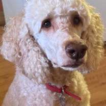 Thumbnail photo of Miss Daisy #3