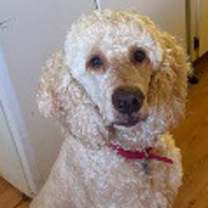 Thumbnail photo of Miss Daisy #4