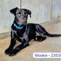 Thumbnail photo of Wookie #1