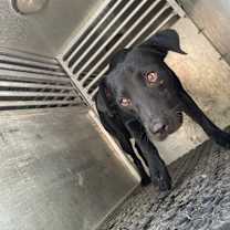 Thumbnail photo of Wookie #3