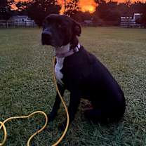 Thumbnail photo of Lola #2