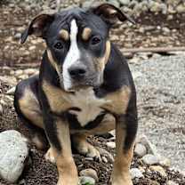 Thumbnail photo of Blaze #1