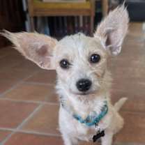 Thumbnail photo of Tinker #1