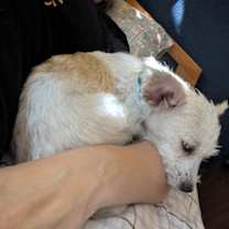 Thumbnail photo of Tinker #2