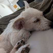 Thumbnail photo of Tinker #3