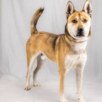 Thumbnail photo of Auggie #1