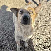 adopt-pet