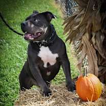 Thumbnail photo of Luigi #3