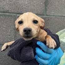 adopt-pet