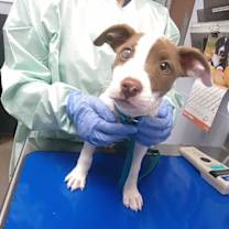 adopt-pet