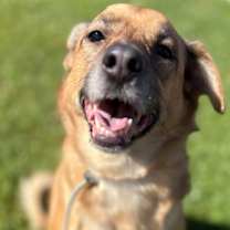 adopt-pet
