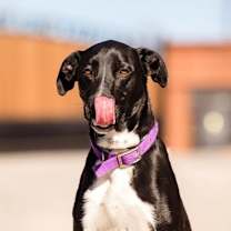 Thumbnail photo of Gusto #4