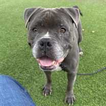 adopt-pet