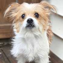 Thumbnail photo of Lily #2