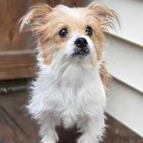 Thumbnail photo of Lily #4