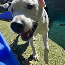 Thumbnail photo of Chance #3