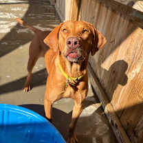 Thumbnail photo of Bear #2