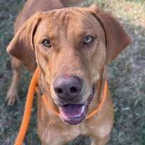 Thumbnail photo of Bear #4